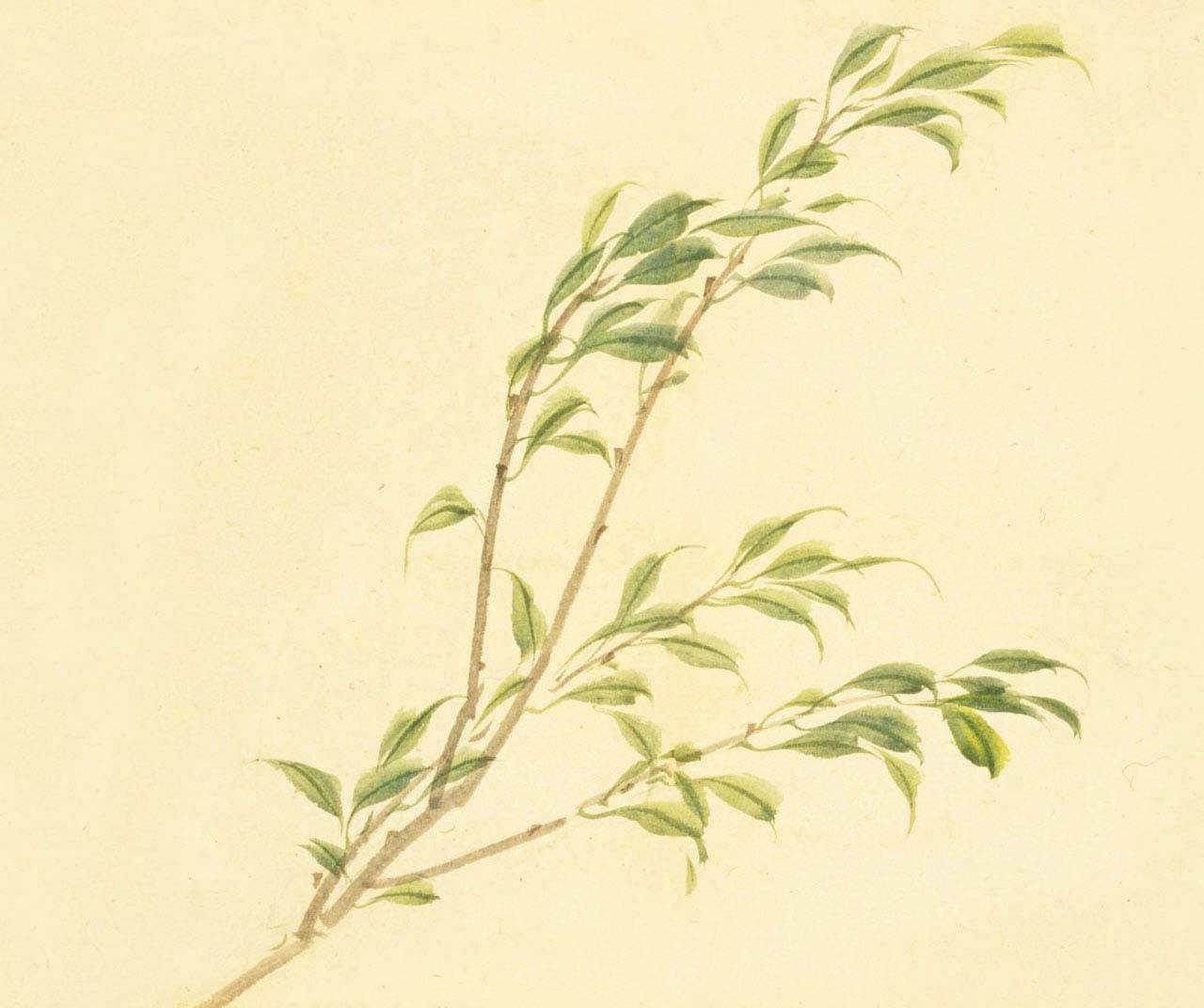 东门之杨